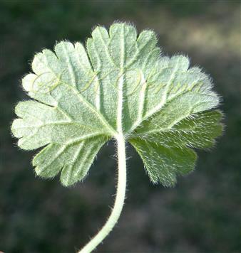  Leaf blade-Abaxial view
